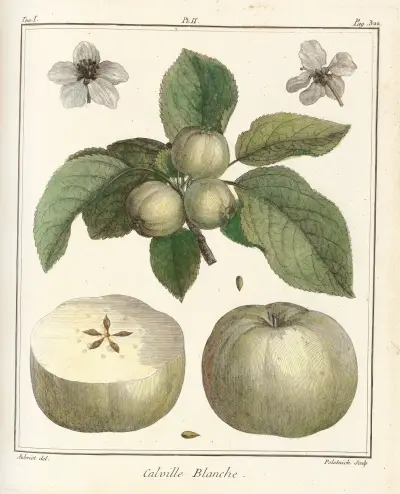 Traité des arbres fruitiers Pl.43 av Henri-Louis Duhamel du Monceau