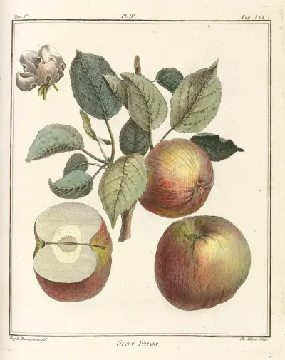 Traité des arbres fruitiers Pl.45 av Henri-Louis Duhamel du Monceau