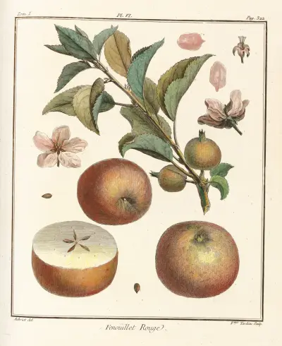 Traité des arbres fruitiers Pl.47 av Henri-Louis Duhamel du Monceau