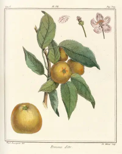 Traité des arbres fruitiers Pl.48 av Henri-Louis Duhamel du Monceau