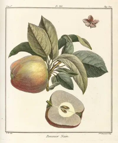 Traité des arbres fruitiers Pl.49 av Henri-Louis Duhamel du Monceau