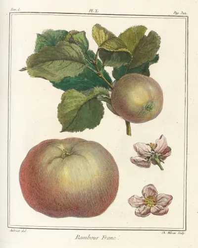 Traité des arbres fruitiers Pl.51 av Henri-Louis Duhamel du Monceau