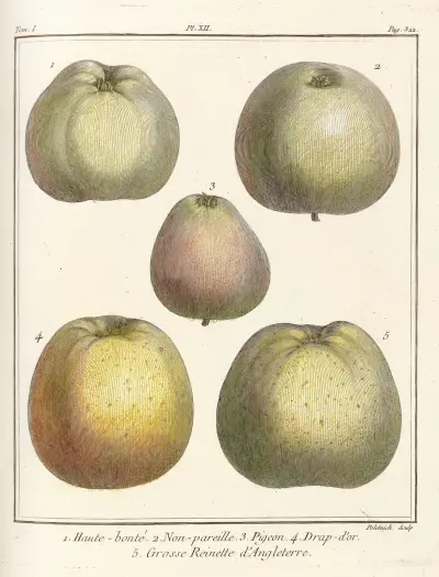 Traité des arbres fruitiers Pl.53 av Henri-Louis Duhamel du Monceau