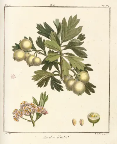 Traité des arbres fruitiers Pl.56 av Henri-Louis Duhamel du Monceau