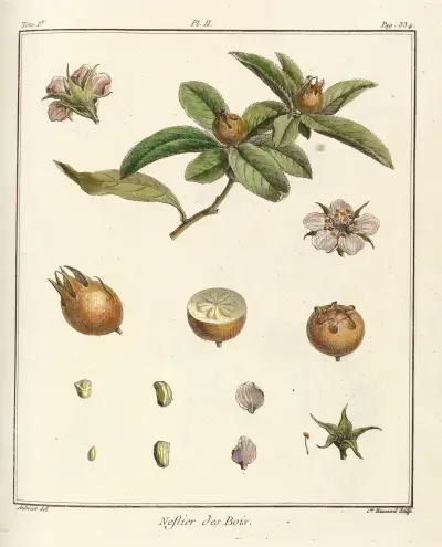 Traité des arbres fruitiers Pl.57 av Henri-Louis Duhamel du Monceau
