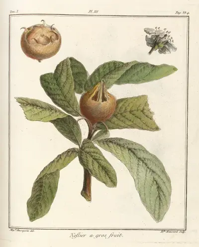Avhandling om fruktträd, plansch 58 av Henri-Louis Duhamel du Monceau