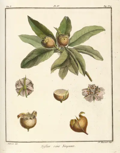 Traité des arbres fruitiers Pl.59 av Henri-Louis Duhamel du Monceau