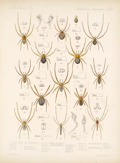 Arachnida Araneidea Pl 01 av Frederick DuCane Godman