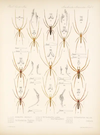 Arachnida Araneidea Pl 02 av Frederick DuCane Godman