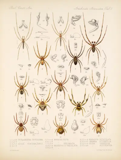 Arachnida Araneidea Pl 03 av Frederick DuCane Godman