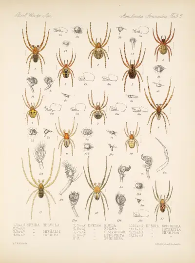 Arachnida Araneidea Pl 05 av Frederick DuCane Godman