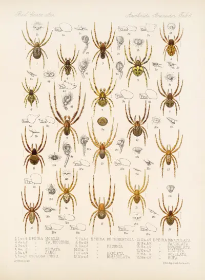 Arachnida Araneidea Pl 06 av Frederick DuCane Godman