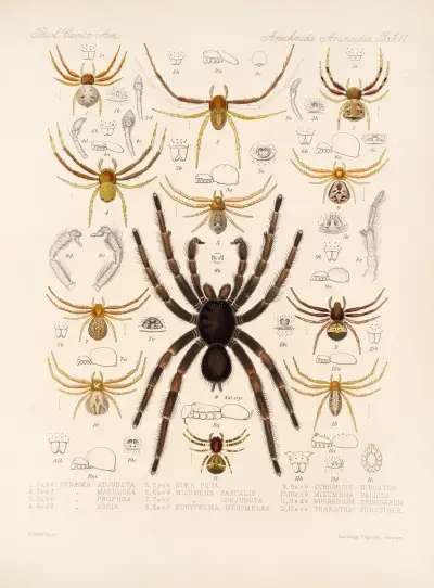 Arachnida Araneidea Pl 11 av Frederick DuCane Godman