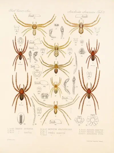 Arachnida Araneidea Pl 13 av Frederick DuCane Godman