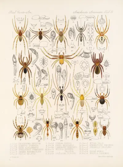 Arachnida Araneidea Pl 19 av Frederick DuCane Godman