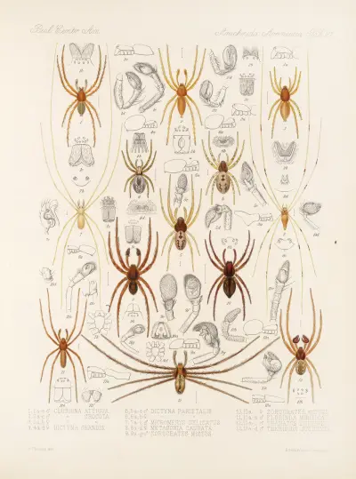 Arachnida Araneidea Pl 21 av Frederick DuCane Godman