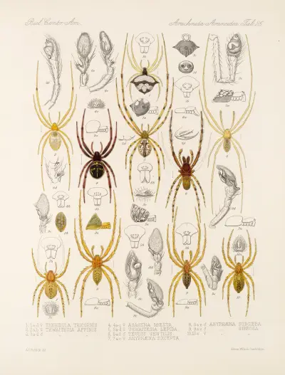 Arachnida Araneidea Pl 25 av Frederick DuCane Godman