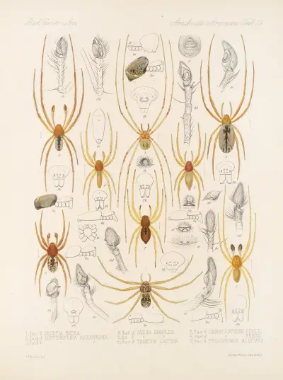 Arachnida Araneidea Pl 29 av Frederick DuCane Godman