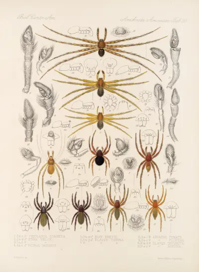 Arachnida Araneidea Pl 30 av Frederick DuCane Godman