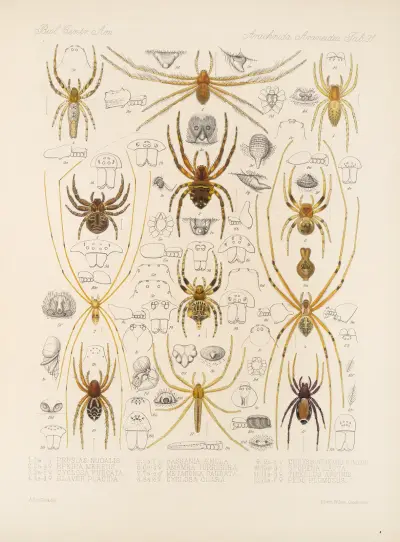 Arachnida Araneidea Pl 31 av Frederick DuCane Godman