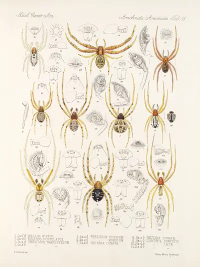 Arachnida Araneidea Pl 35 av Frederick DuCane Godman