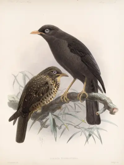 Aves Pl 04 av Frederick DuCane Godman