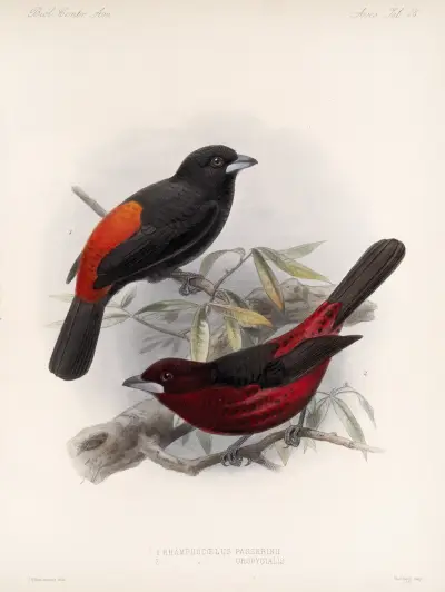 Aves Pl 19 av Frederick DuCane Godman