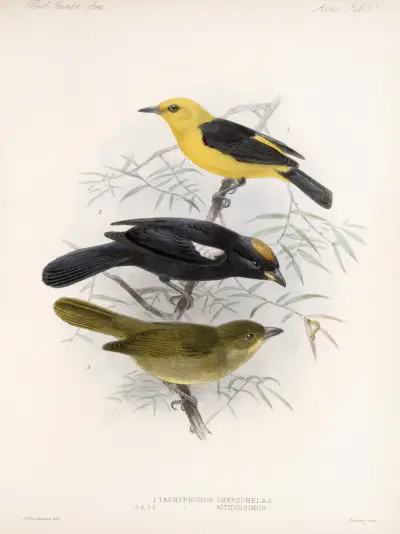 Aves Pl 22 av Frederick DuCane Godman