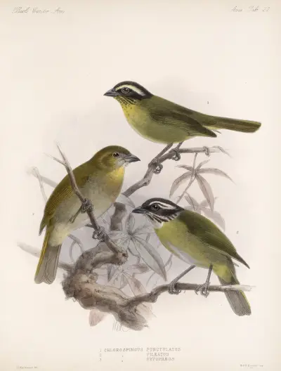 Aves Pl 23 av Frederick DuCane Godman