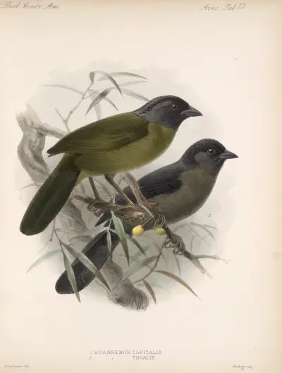 Aves Pl 24, Frederick DuCane Godman
