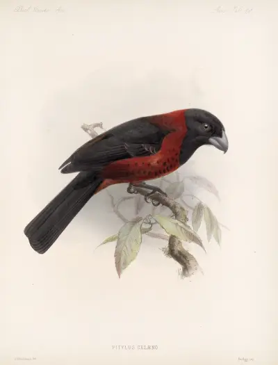 Aves Pl 25 av Frederick DuCane Godman