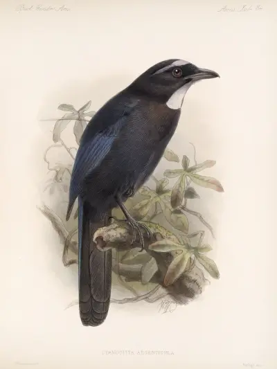 Aves Pl 35 av Frederick DuCane Godman