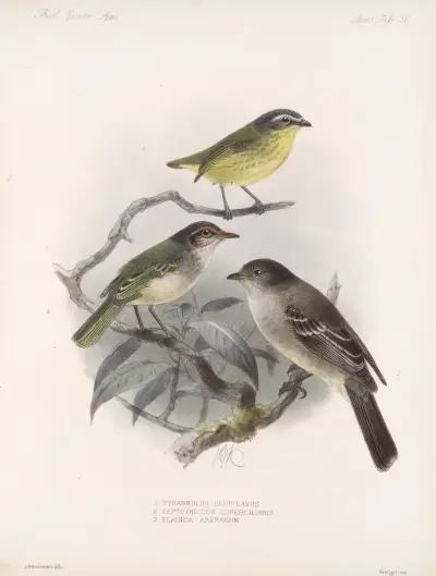 Aves Pl 37 av Frederick DuCane Godman
