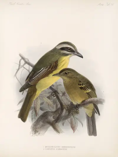 Aves Pl 39 av Frederick DuCane Godman