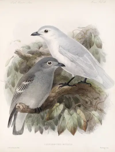 Aves Pl 43 av Frederick DuCane Godman