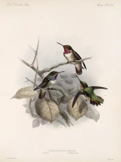 Aves Pl 58 av Frederick DuCane Godman