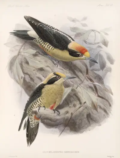 Aves Pl 65 av Frederick DuCane Godman