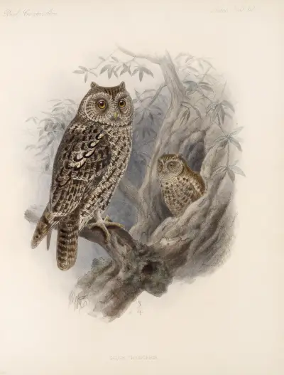Aves Pl 67 av Frederick DuCane Godman