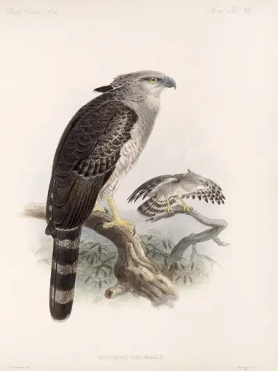 Aves Pl 68 av Frederick DuCane Godman