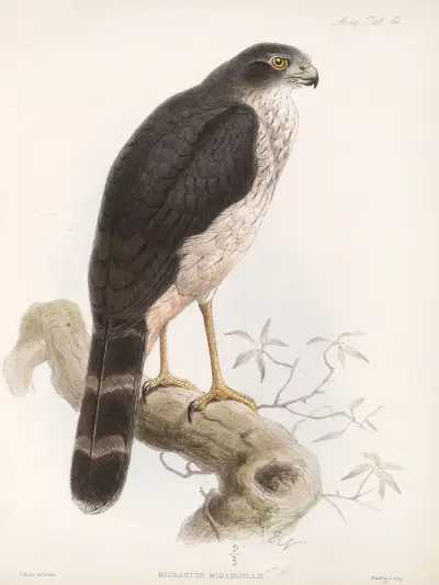 Aves Pl 69 av Frederick DuCane Godman