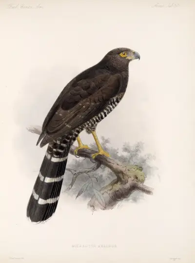 Aves Pl 70 av Frederick DuCane Godman