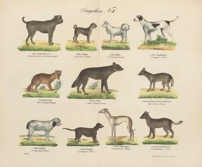 Atlas zoologiczny w 45 tablicach Pl.02 av D. E. Friedlein