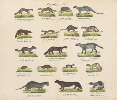 Atlas zoologiczny w 45 tablicach Pl.04 av D. E. Friedlein