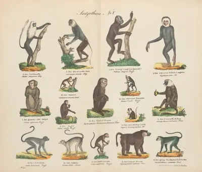 Atlas zoologiczny w 45 tablicach Pl.05 av D. E. Friedlein