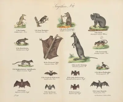 Atlas zoologiczny w 45 tablicach Pl.06 av D. E. Friedlein