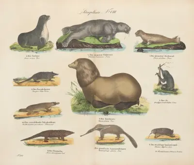 Atlas zoologiczny w 45 tablicach Pl.08 av D. E. Friedlein