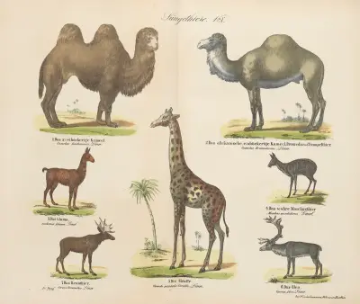 Atlas zoologiczny w 45 tablicach Pl.10 av D. E. Friedlein