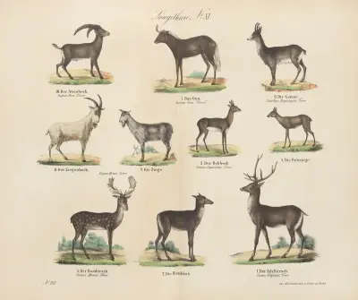 Atlas zoologiczny w 45 tablicach Pl.11 av D. E. Friedlein