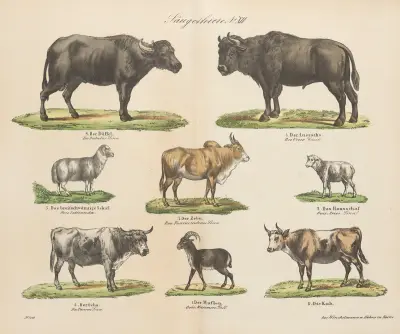 Atlas zoologiczny w 45 tablicach Pl.12 av D. E. Friedlein