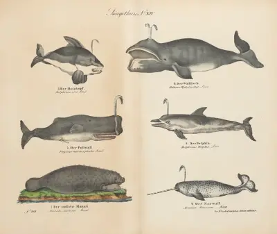 Atlas zoologiczny w 45 tablicach Pl.14 av D. E. Friedlein